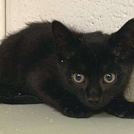 SQSPCA seeks help socializing feral kittens